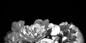 Blumen schwarz weiß